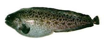 картинка Зубатка синяя 3+ Интернет магазина MyFishMarket.ru - доставка свежемороженой рыбы , морепродуктов , красной и черной икры в офис или на дом.