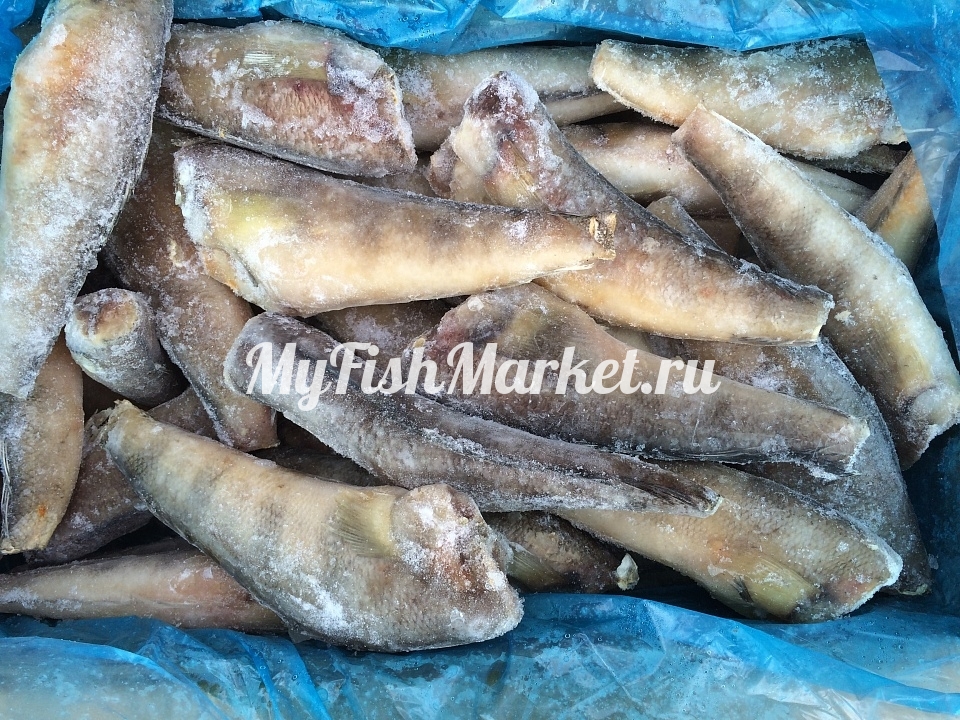 картинка Нототения тушка 100-300 Интернет магазина MyFishMarket.ru - доставка свежемороженой рыбы , морепродуктов , красной и черной икры в офис или на дом.
