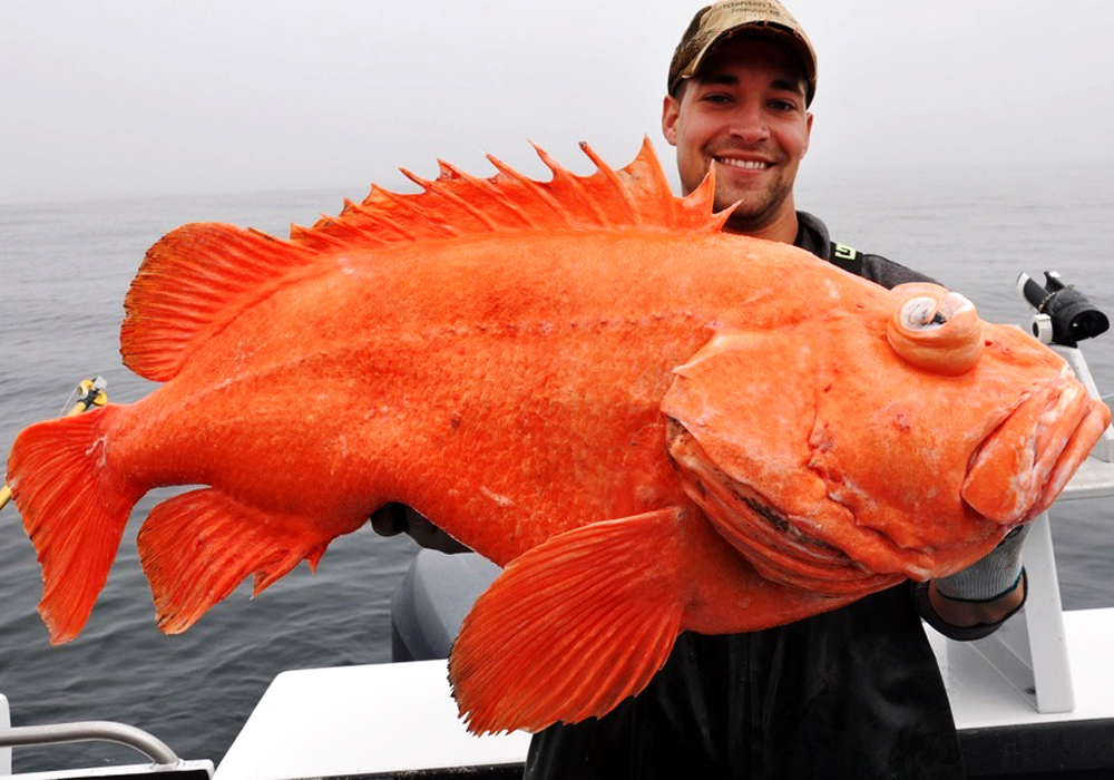Акция! Треска и окунь по супер цене! С доставкой в офис или на дом 