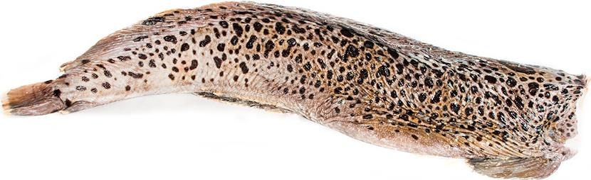 картинка Зубатка пестрая  3+      Интернет магазина MyFishMarket.ru - доставка свежемороженой рыбы , морепродуктов , красной и черной икры в офис или на дом.