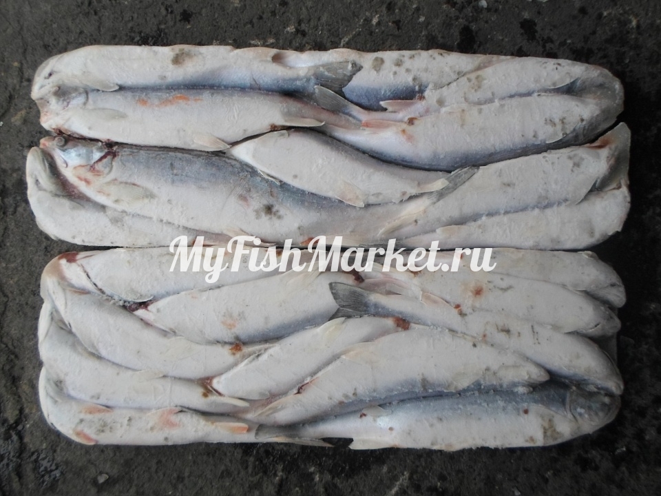 картинка Голец с/м 35+ Интернет магазина MyFishMarket.ru - доставка свежемороженой рыбы , морепродуктов , красной и черной икры в офис или на дом.