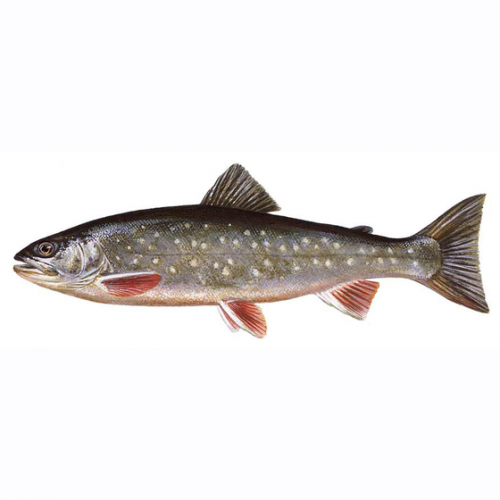 картинка Кунджа с/м Интернет магазина MyFishMarket.ru - доставка свежемороженой рыбы , морепродуктов , красной и черной икры в офис или на дом.